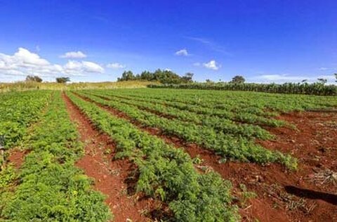 Após manifestação do MPF, Justiça reconhece fazenda em Rondônia como área pública e determina destinação para programas de reforma agrária