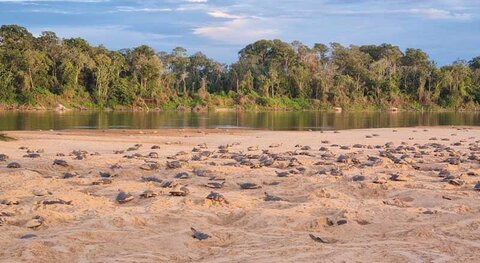 Vale do Guaporé em alerta: clima e caça predatória afetam o maior berçário de tartarugas de água doce do Brasil 