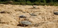 Guaporé em defesa da vida: união de forças pela sobrevivência das tartarugas-da-Amazônia 