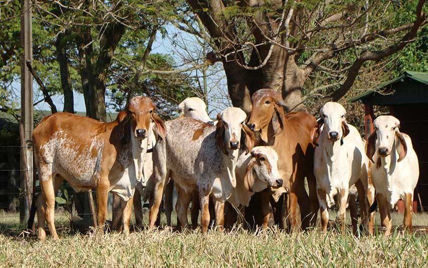 MAPA e Sebrae Rondônia firmam convênio para fortalecer a cadeia do leite no estado