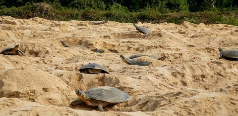 Guaporé em defesa da vida: união de forças pela sobrevivência das tartarugas-da-Amazônia 