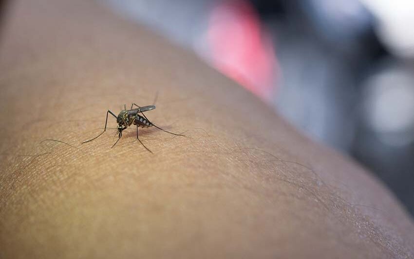 Calor e mudanças climáticas podem acelerar o ciclo da dengue na Amazônia