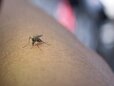 Calor e mudanças climáticas podem acelerar o ciclo da dengue na Amazônia