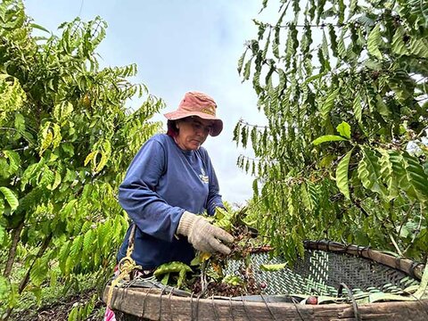 Mulheres que cultivam o futuro: a força feminina no campo de Porto Velho