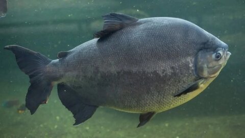 Tambaqui de Rondônia: o peixe que virou potência econômica e símbolo de tecnologia no campo