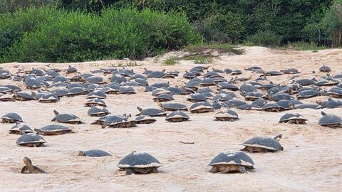 Desova das tartarugas-da-Amazônia tem início no Vale do Guaporé após dois meses de atraso 