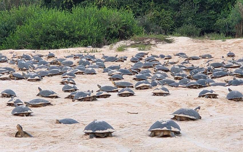 Desova das tartarugas-da-Amazônia tem início no Vale do Guaporé após dois meses de atraso
