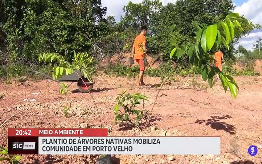 Parceiros do meio ambiente plantam árvores nativas para recuperar o verde em Porto Velho
