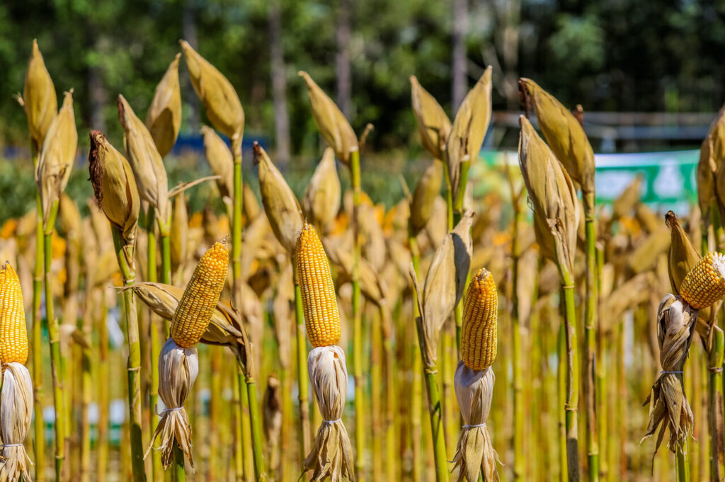 Desempenho é impulsionado pelo fortalecimento das cadeias produtivas do agronegócio, ampliação da produção de grãos e consolidação de Rondônia como importante exportador de carne bovina, soja e milho - Gente de Opinião