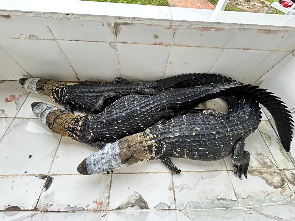 Ação técnica do abate teste reforça práticas sustentáveis e compõe a programação da Agrotec - Gente de Opinião