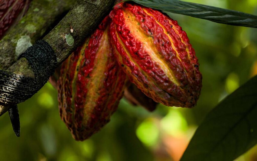 Rondônia sedia pela primeira vez o Concurso Nacional de Qualidade do Cacau
