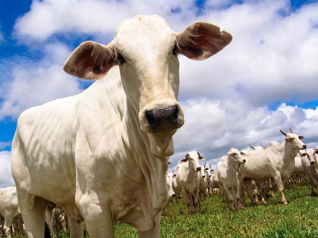 Criação de gado nelore (Foto: Divulgação) - Gente de Opinião