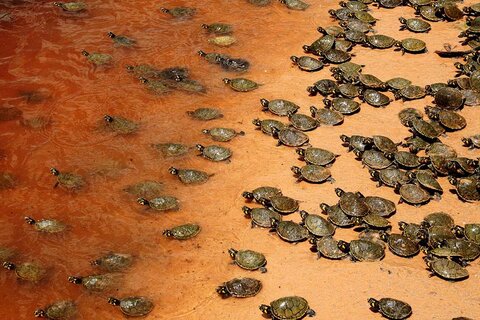 Soltura de Quelônios no vale do Guaporé