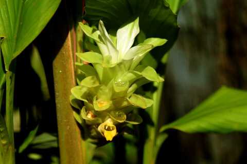 A RAINHA DO PICO DO TRACUÁ
