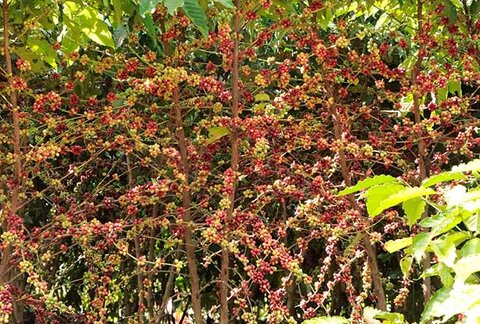 Assistência técnica e extensão rural encerra 2025 com metas executadas e valores recordes na produção cafeeira