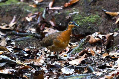 Estudante da UFSCar descobre nova espécie de ave na Amazônia