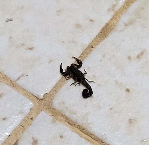 As ações são coordenadas pela Sesau, por meio da Agevisa/RO, integrando vigilância, assistência e educação em saúde - Gente de Opinião