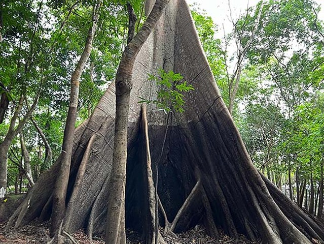 A marca escura na imensa samaúma é o nível da cheia do ano anterior - Gente de Opinião
