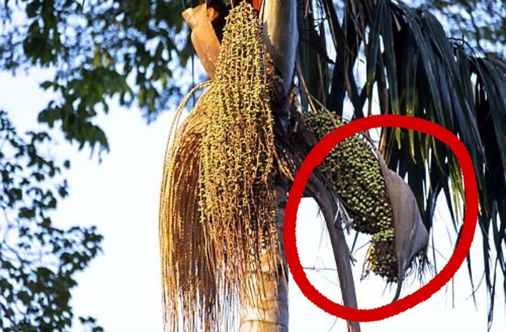 Assinalada, a "canoa" da bacabeira,  se cair de "boca" para cima tem enchente - Gente de Opinião