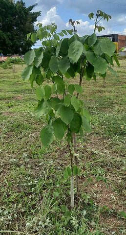 Ipê plantado num dos bosques de Rolim de Moura (Montezuma Cruz) - Gente de Opinião
