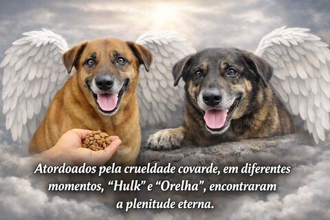 A Insanidade Contra Orelha, Hulk e a Normalização da Crueldade