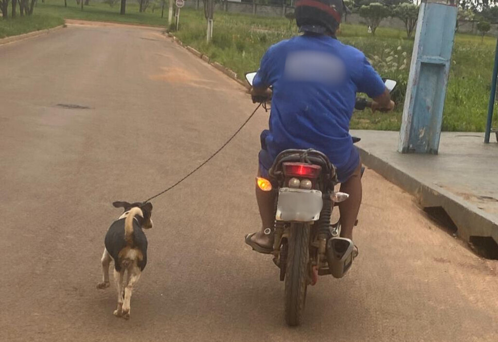 Ação rápida do Batalhão de Polícia Ambiental resulta na prisão por maus-tratos e resgate de animal em Vilhena - Gente de Opinião