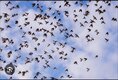 A revoada das andorihas