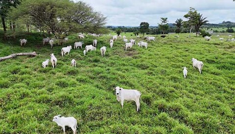 Ministério Público de Rondônia oferece denúncia contra investigados na operação Boi Gordo