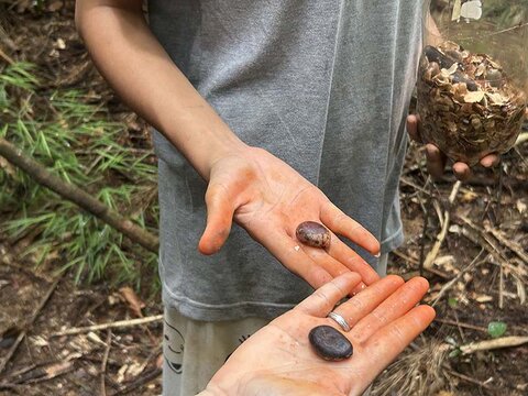 Cultura, tecnologia e saber popular em ação de plantio e muvuca da Ecoporé no Nova Conquista