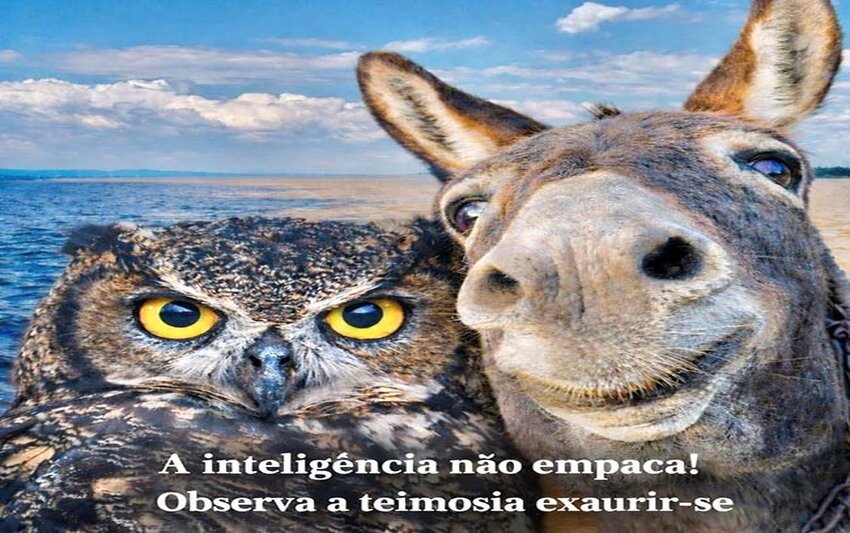 A natureza ensina em silêncio — aprende quem deseja