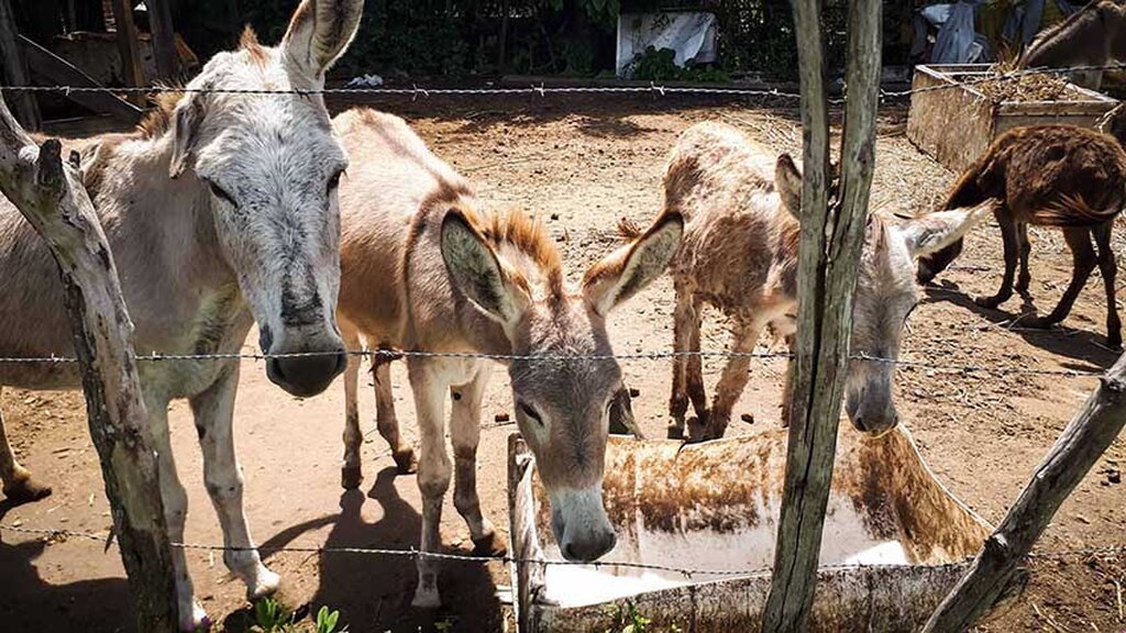 Animais de carga são parte da história mineral de Rondônia (Foto: Marco Zero)  - Gente de Opinião