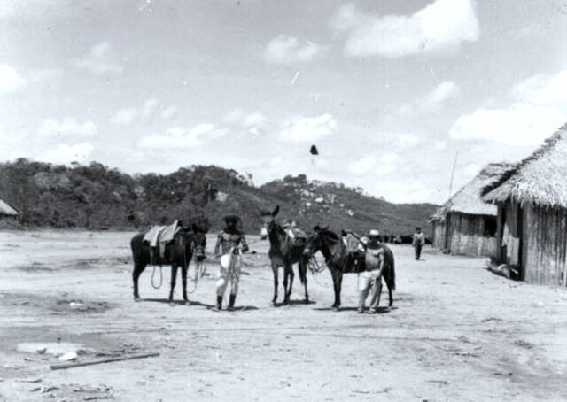 Burros e jumentos vindos do Ceará viajavam anestesiados (Foto: Gilson Costa /Biblioteca IBGE)  - Gente de Opinião