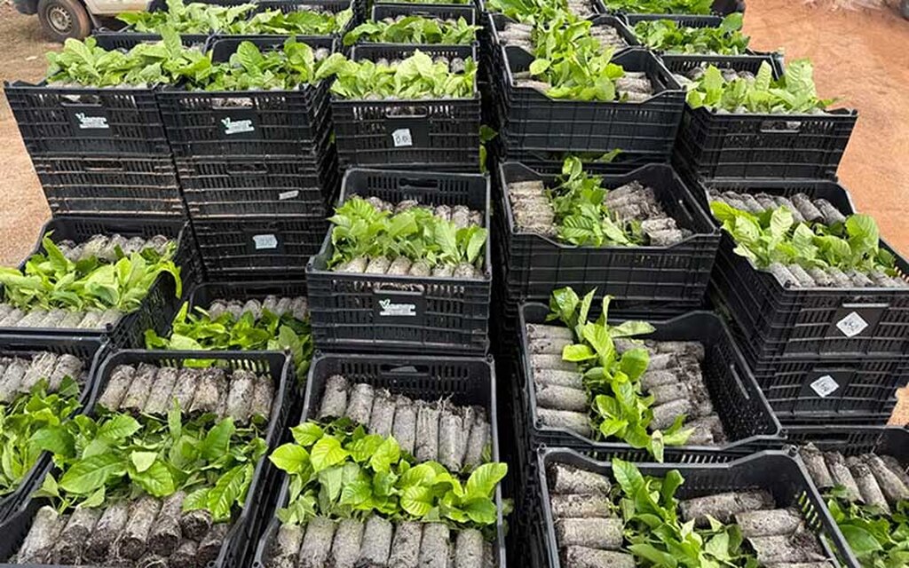 O Programa Plante Mais proporciona maior uniformidade das plantas, precocidade produtiva e potencial de qualidade superior - Gente de Opinião