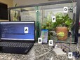 Tecnologia e Natureza: estudo brasileiro utiliza sensores de baixo custo para monitorar purificação do ar por plantas
