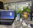 Tecnologia e Natureza: estudo brasileiro utiliza sensores de baixo custo para monitorar purificação do ar por plantas