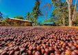 Região Matas de Rondônia conquista sucesso na produção de café especial e sustentável no Brasil