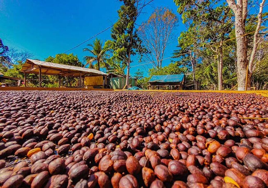 O sucesso do café das Matas de Rondônia tem um ingrediente especial: respeito à floresta - Gente de Opinião