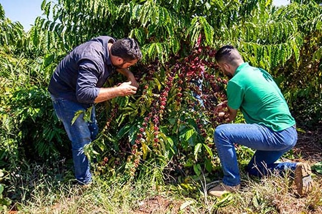 Hildon Chaves vai levar gestão de sucesso da cadeia produtiva do agronegócio para o governo  - Gente de Opinião