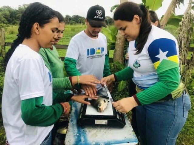 Estudo do  tambaqui,  valioso produto de exportação de Rondônia - Gente de Opinião