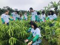 Formação técnica fortalece agricultura familiar e prepara jovens para atuar nas propriedades rurais em Rondônia