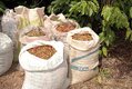 Governo do estado apresenta o alto nível do café Robusta Amazônico na 13ª Rondônia Rural Show Internacional