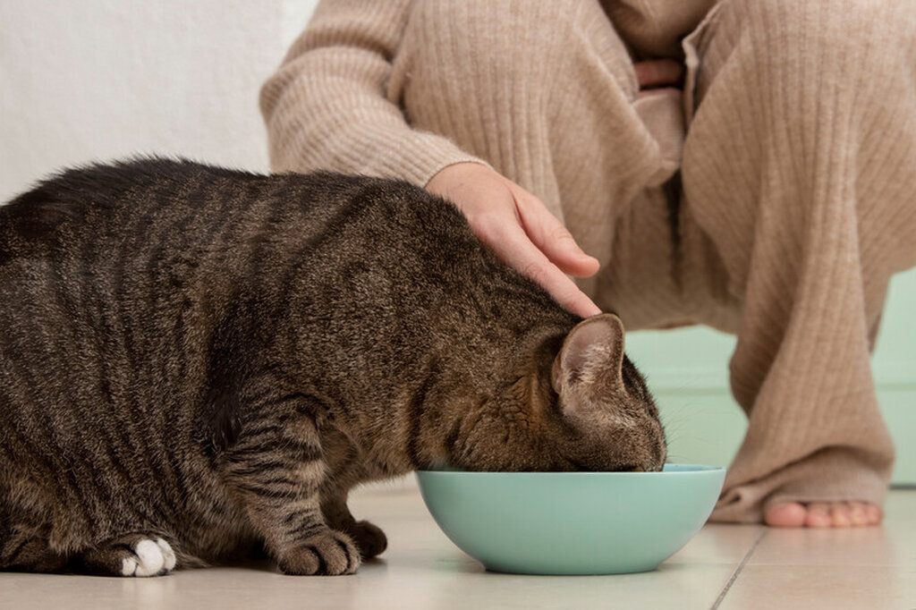 5 estratégias seguras para prevenir obesidade em gatos - Gente de Opinião