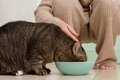 5 estratégias seguras para prevenir obesidade em gatos
