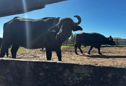 Nota ABCB sobre caso de búfalos na Reserva de Guaporé, Rondônia
