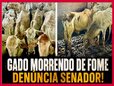 Destruição e gado esquelético apreendido pelo ICMBio e Ibama: Senado denuncia apreensões ilegais na Amazônia