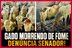 Destruição e gado esquelético apreendido pelo ICMBio e Ibama: Senado denuncia apreensões ilegais na Amazônia
