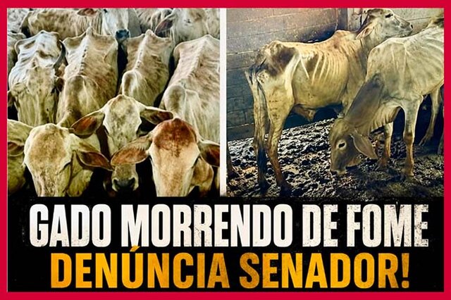 Destruição e gado esquelético apreendido pelo ICMBio e Ibama: Senado denuncia apreensões ilegais na Amazônia - Gente de Opinião