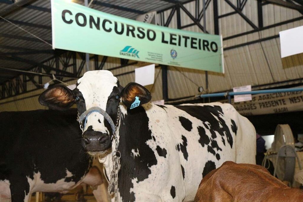 Concurso leiteiro reúne produtores em uma das mais tradicionais disputas da bovinocultura leiteira rondoniense - Gente de Opinião